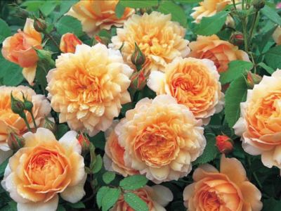 Wypadek w kwiaciarni? Nowy wzór protokołu