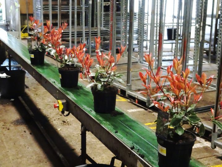 Hillier Nurseries