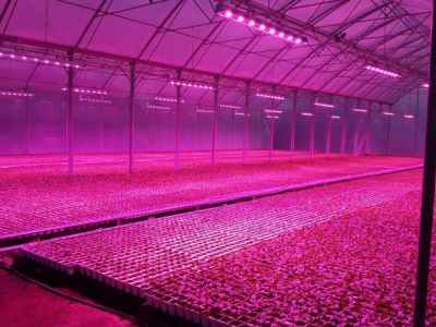 Polska uczelnia bada wpływ światła na rośliny