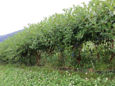 Laboratorium mikroreprodukcji roślin z Krakowa