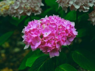 Encyklopedia kwiatów i roślin: Pelargonia