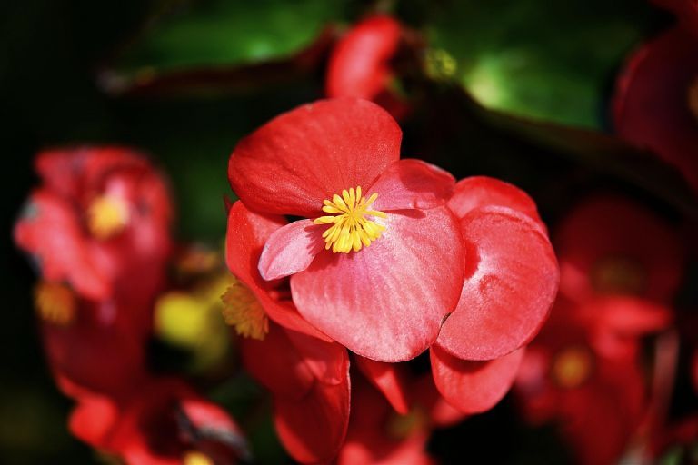 Co oznacza begonia?