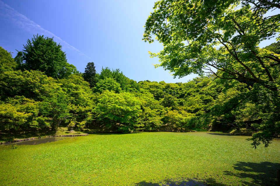 Czysty i piękny ogród - Jaki sprzęt wybrać?