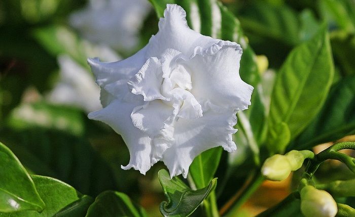 Co oznacza gardenia?