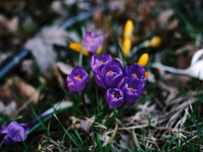 Encyklopedia kwiatów i roślin: Krokusy