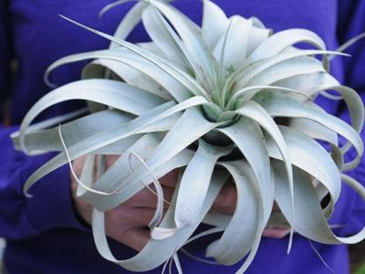 Encyklopedia kwiatów i roślin: Tillandsia