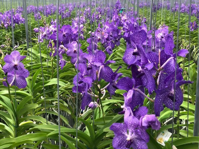 Kwiaty orchidei The Vanda