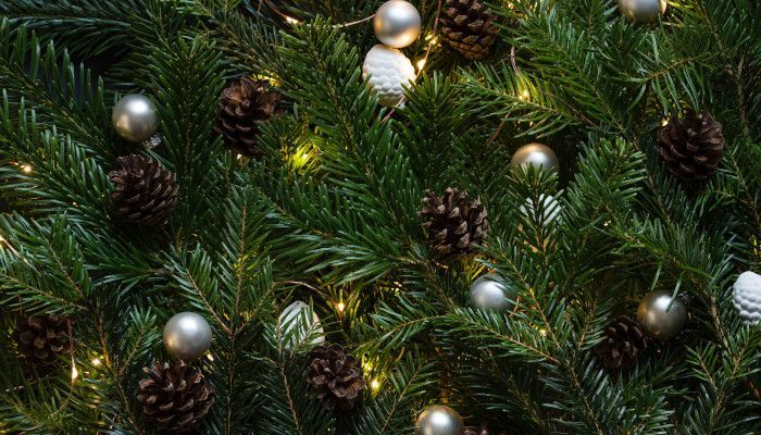 Świąteczne rośliny, których nie może zabraknąć w Twoim domu