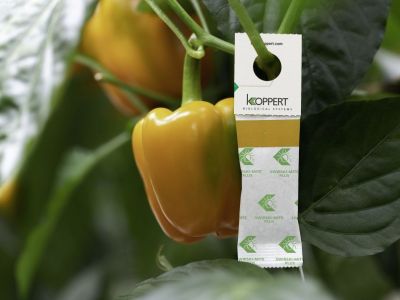 Produkt do zwalczania wciornastków w nowej wersji