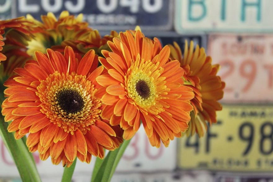 Gerbera
