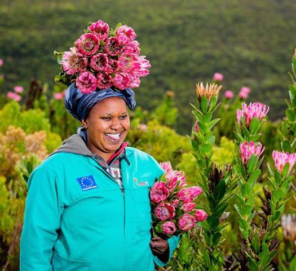 cape flora