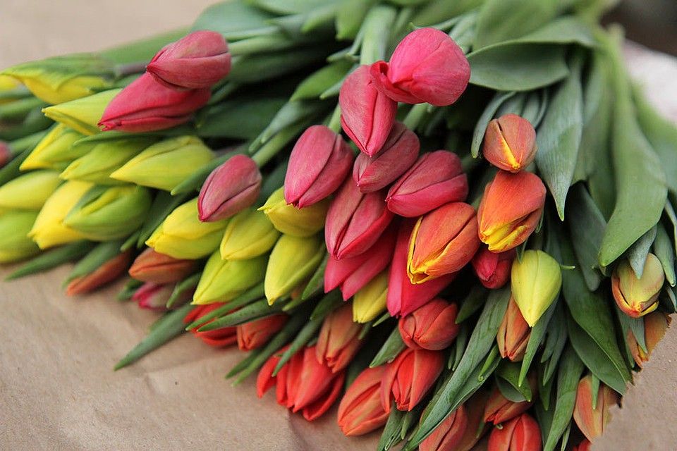 tulipany