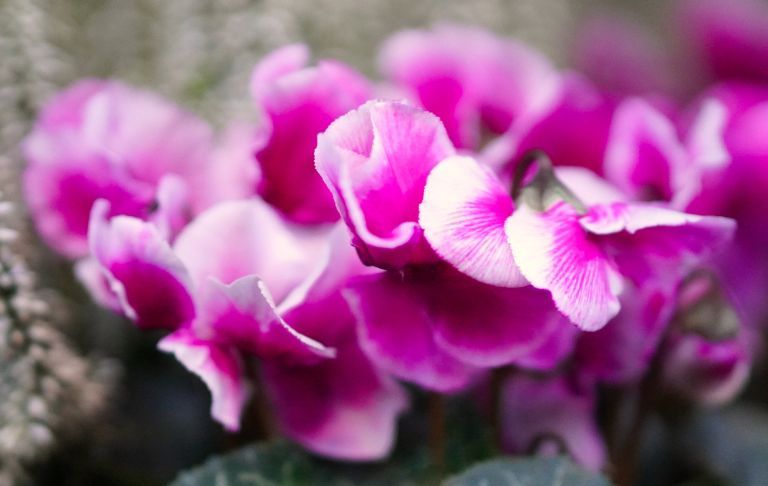 Znaczenie kwiatów - co oznacza cyklamen?