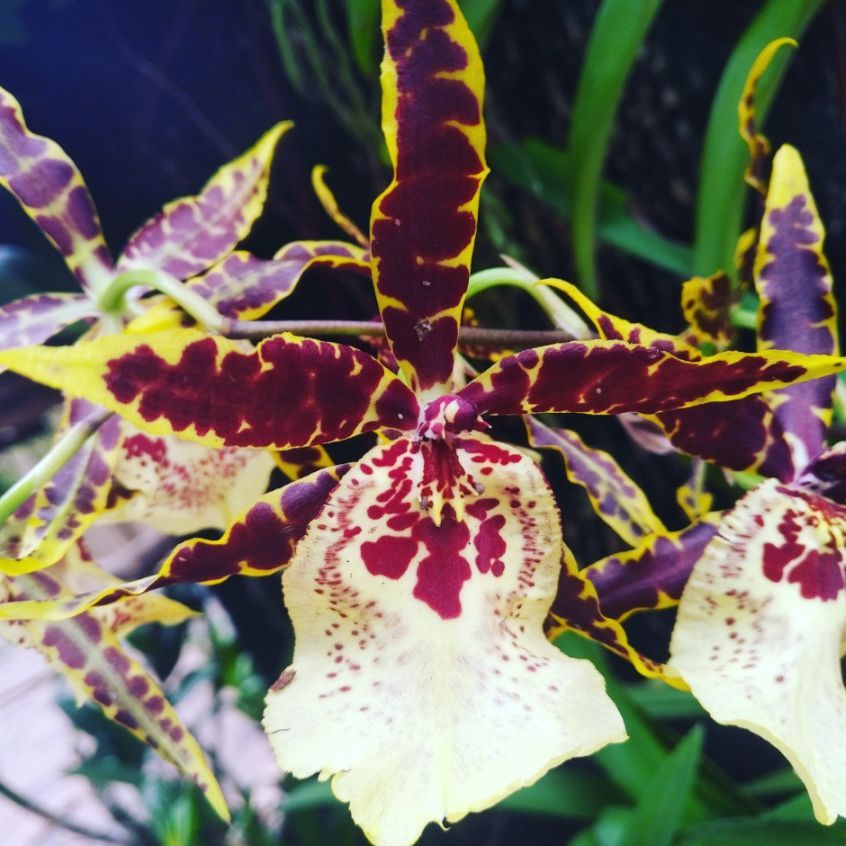 The Amazing Flowers of Victoria