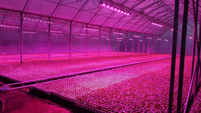 Testy światła Plantalux w szklarni
