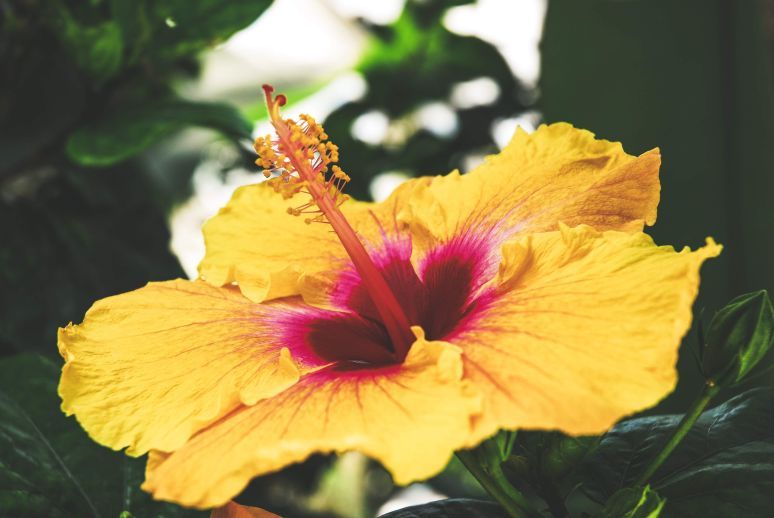 Co oznacza hibiskus?