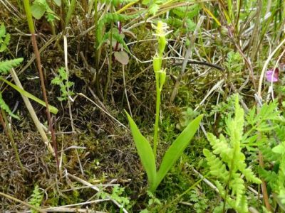 Zagrożona orchidea fen wróciła na Wyspy Brytyjskie