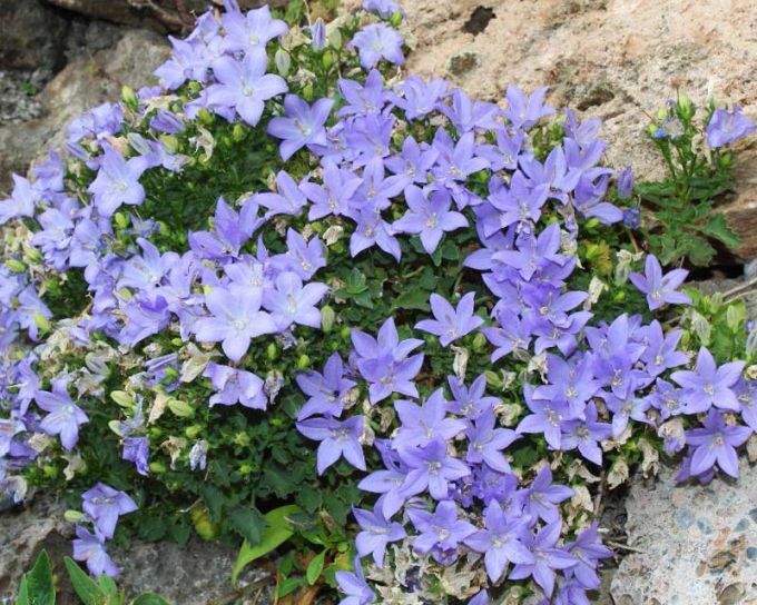 Campanula Isophylla