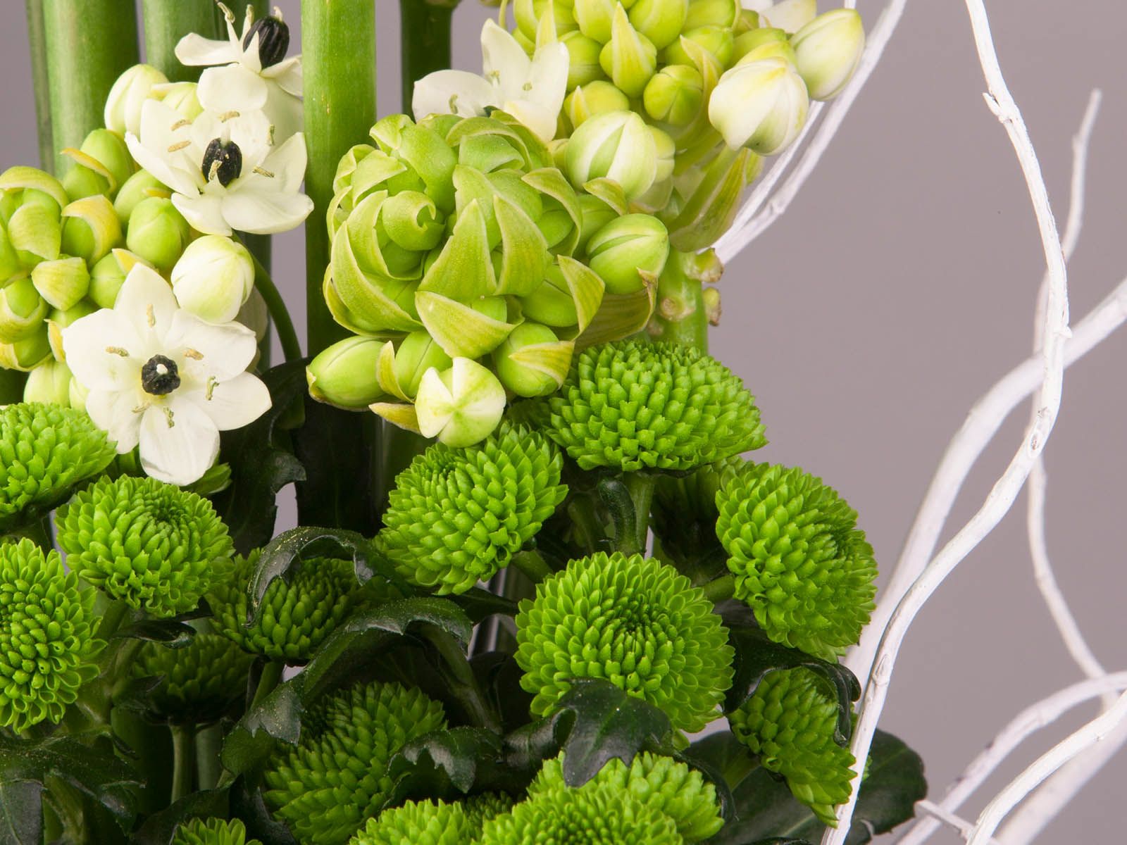 Armada Young Plants