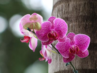Laboratorium in vitro storczyków w Malezji