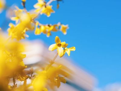 Encyklopedia kwiatów i roślin: Forsycja