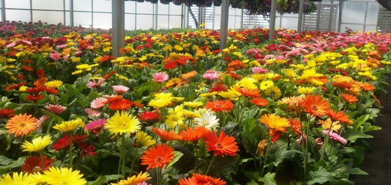 gerbera