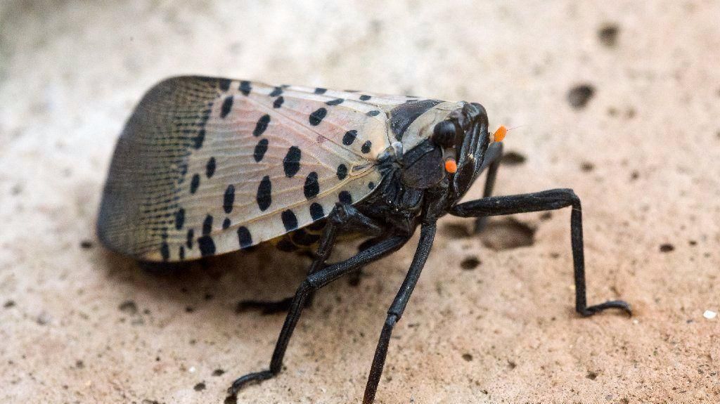 spotted lanternfly