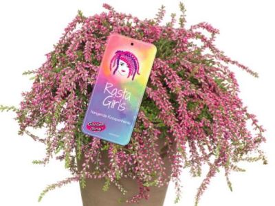 Niemiecki hodowca calluna poszerza asortyment