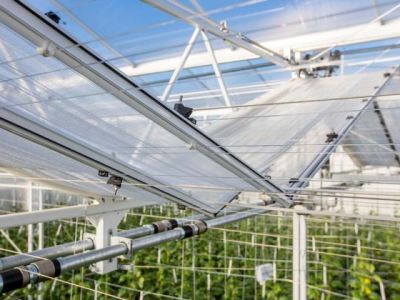 Pierwsze sadzonki chryzantem w De Lier