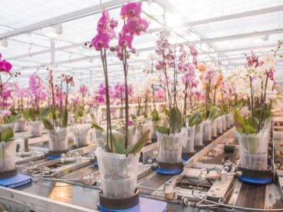 W Stężycy powstała nowoczesna szklarnia