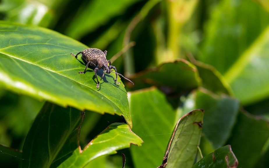 Vine weevil