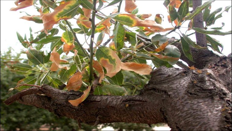 xylella