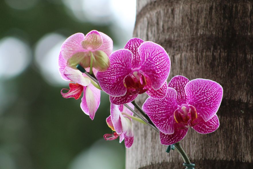 Orchidea