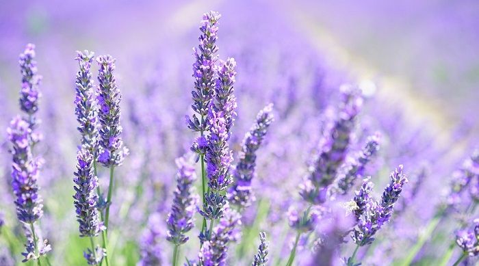 Co oznacza lawenda?