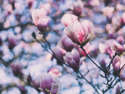 Encyklopedia kwiatów i roślin: Magnolia