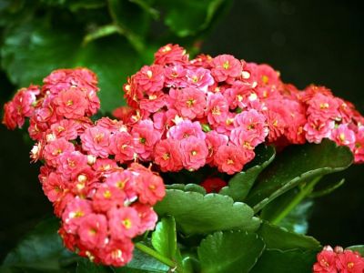 Encyklopedia kwiatów i roślin: Kalanchoe