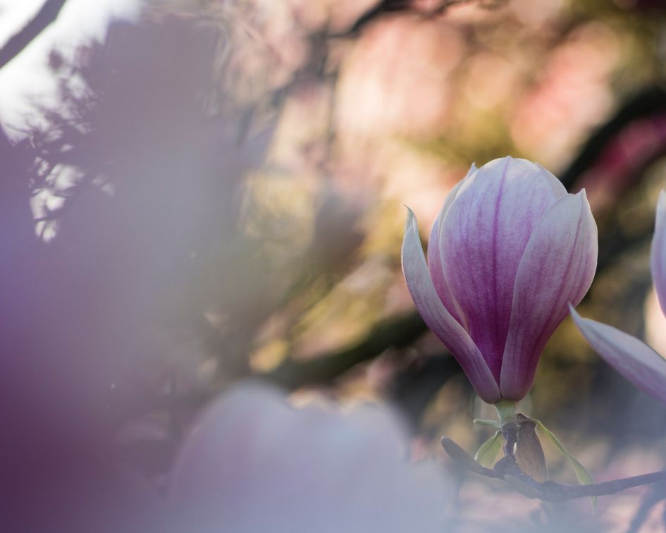 Co oznacza magnolia?