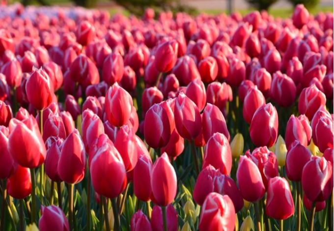 Tulipany czerwone