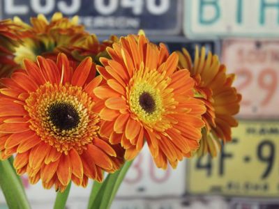 Encyklopedia kwiatów i roślin: Gerbera