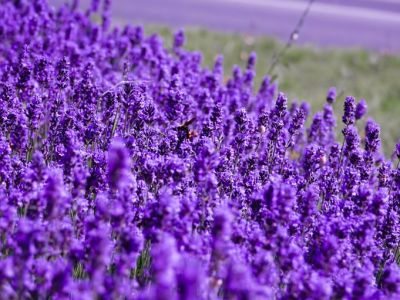 Encyklopedia kwiatów i roślin: Lawenda