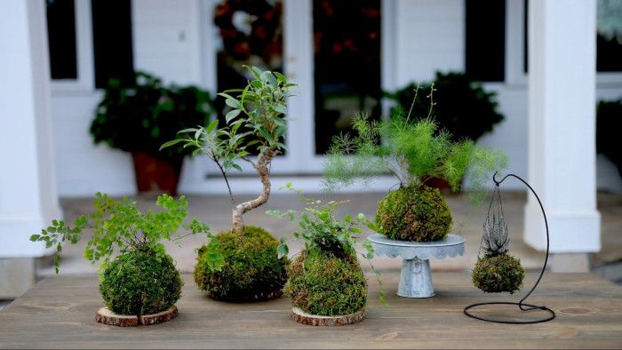 Kokedama - technika uprawiania roślin, która może Cię zaskoczyć