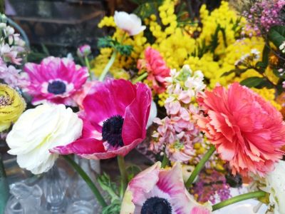Anemon – delikatny kwiat, którego polubiła florystyka
