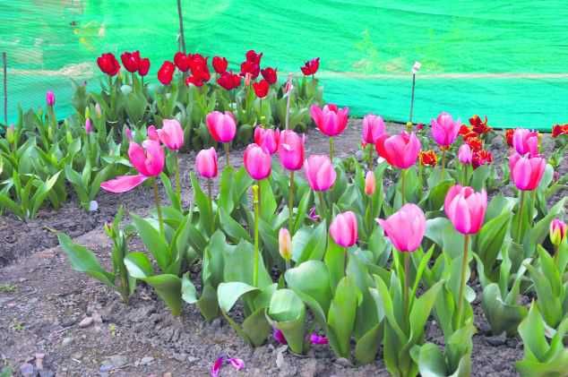 tulipany