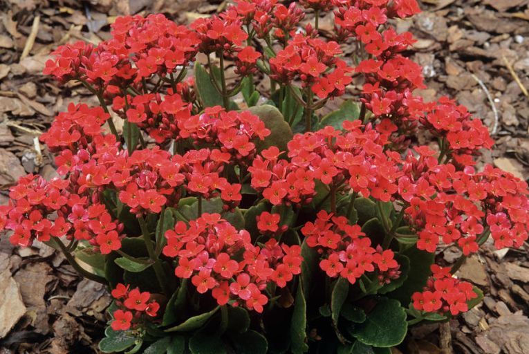 Co oznacza kalanchoe?