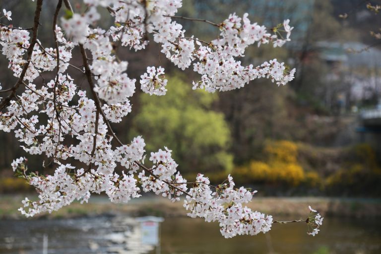 Sakura