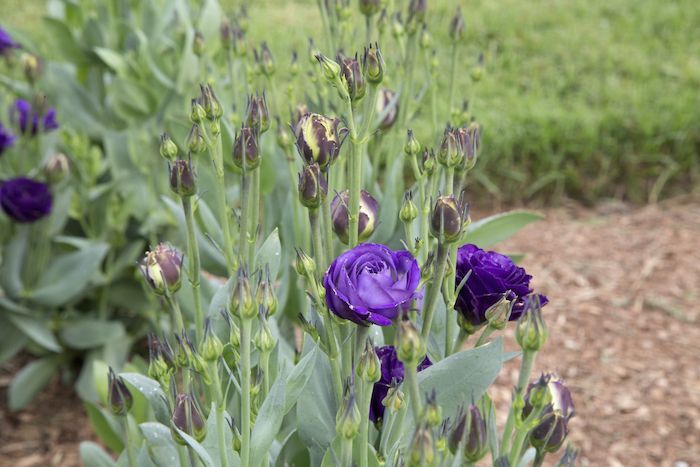 Eustoma