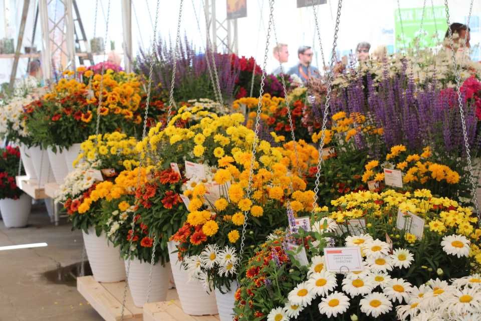 california spring trials