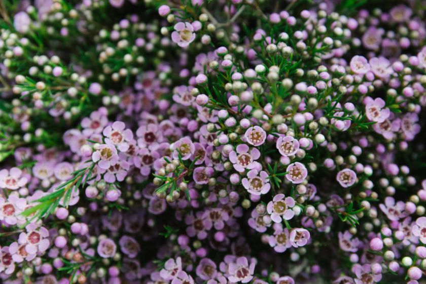 waxflowers