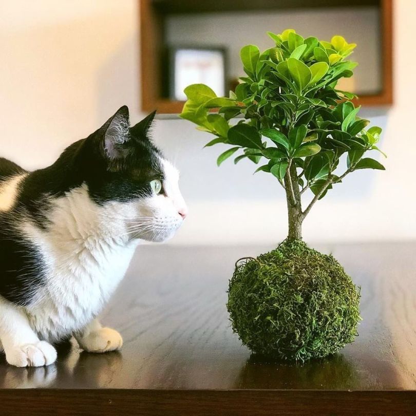 Kokedama