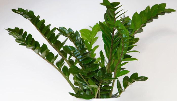 Zamiokulkas zamiolistny - idealna roślina dla zapominalskich